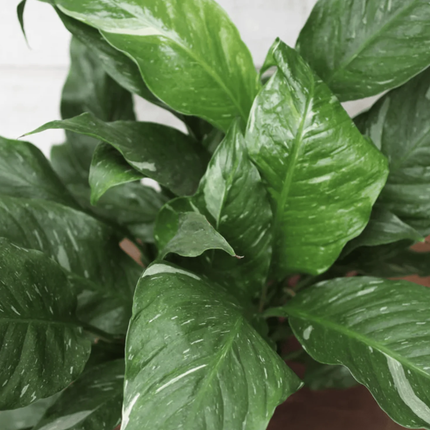Cuna de Moisés Varigada (Spathiphyllum Var)  | Gardekin Chile