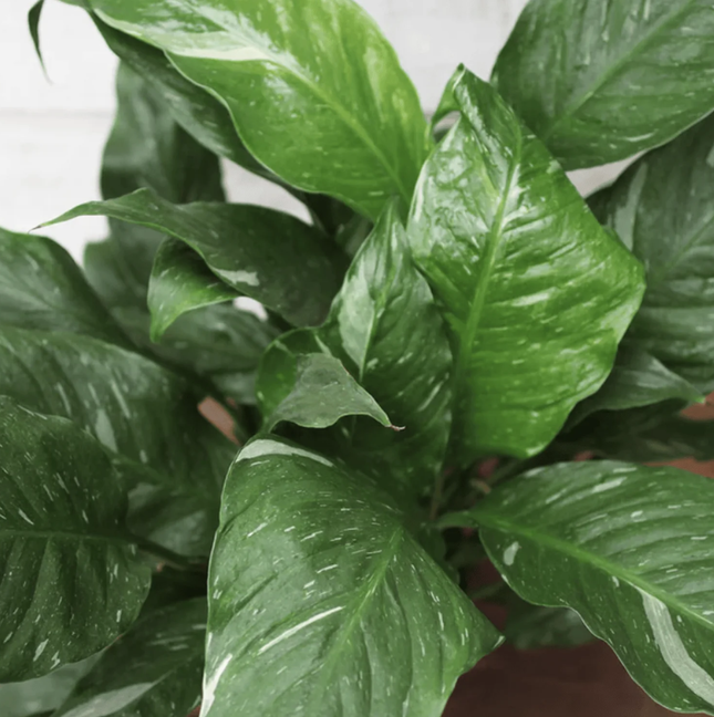 Cuna de Moisés Varigada (Spathiphyllum Var)  | Gardekin Chile