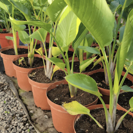 Ave Del Paraíso Gigante  (Strelitzia Nicolai)  | Gardekin Chile