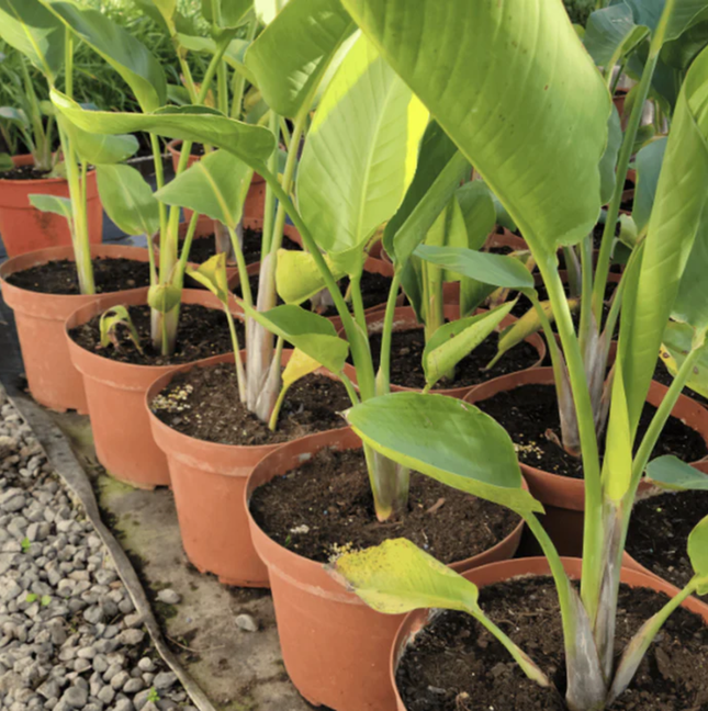 Ave Del Paraíso Gigante  (Strelitzia Nicolai)  | Gardekin Chile