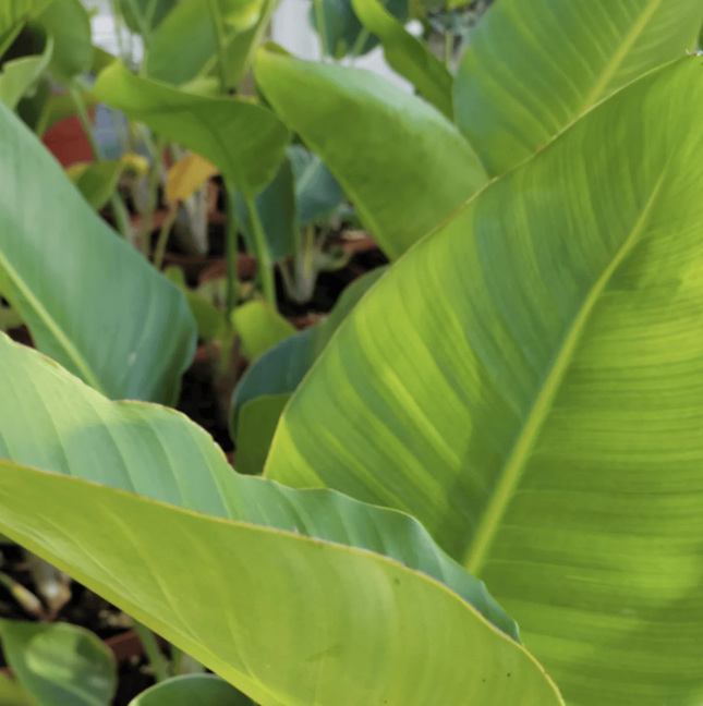 Strelitzia nicolai Ave del Paraíso gigante de hojas grandes