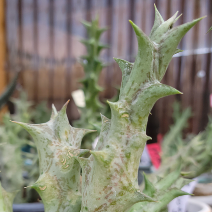 Sulcata-Caralluma