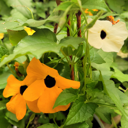 Thunbergia alata Susana de ojos negros con flores naranjas