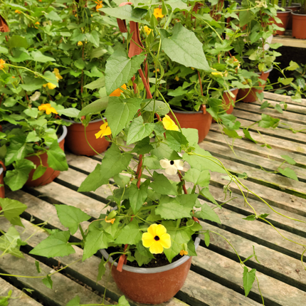 Susana de Ojos Negros Thunbergia alata, flor naranja centro negro