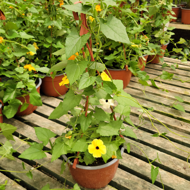 Susana de Ojos Negros Thunbergia alata, flor naranja centro negro