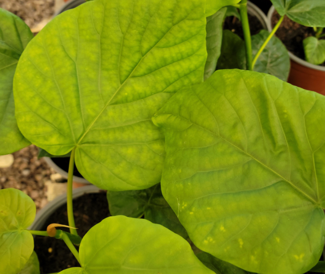 Ficus Umbellata de hojas grandes verdes en forma de corazón
