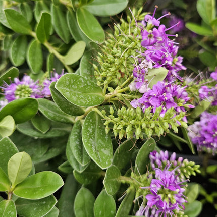 Hebe buxifolia o Verónica de hojas pequeñas tipo Boj
