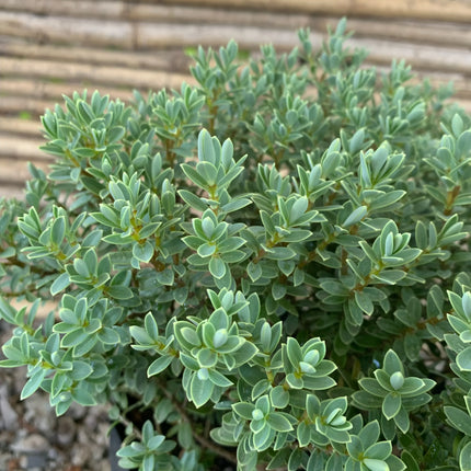 Veronica gris | Vegago Chile