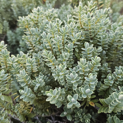 Verónica de follaje gris y flores pequeñas para bordes de jardín