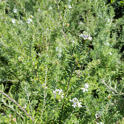 Westringea | Vegago Chile