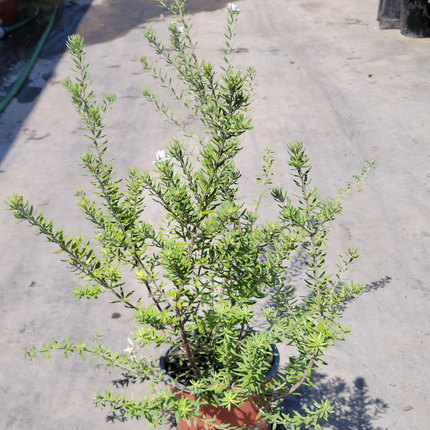 Westringia fruticosa arbusto rústico de follaje grisáceo