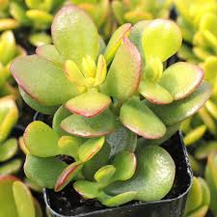 Crassula ovata árbol de jade pequeño en maceta decorativa
