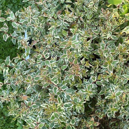 Abelia, XXL (M35)| Gardekin.com