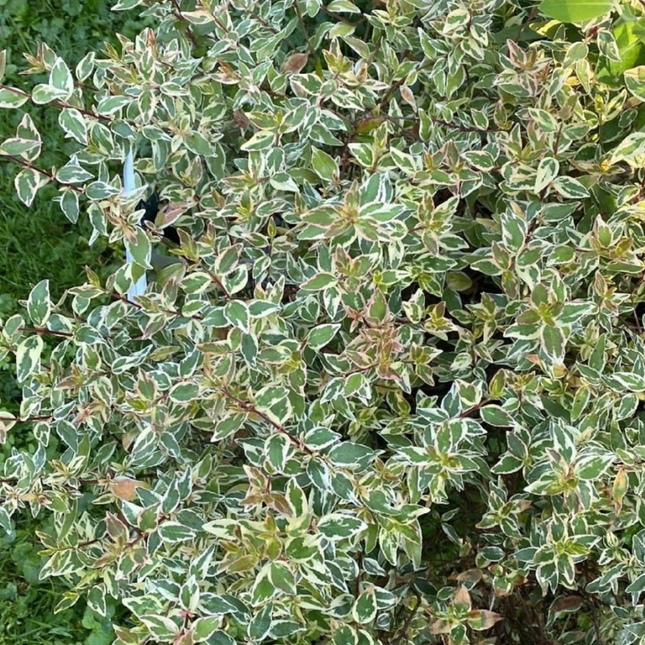 Abelia, XXL (M35)| Gardekin.com