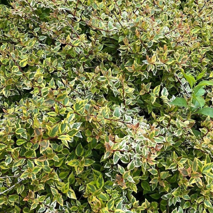 Abelia, XXL (M35)| Gardekin.com