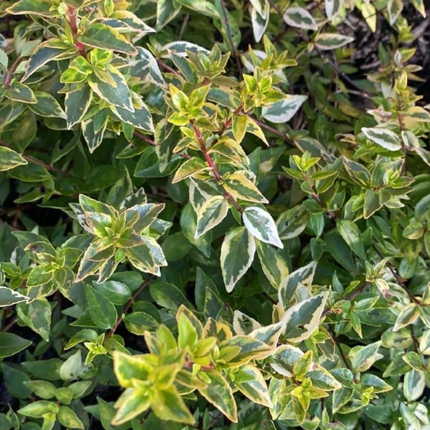 Abelia, XXL (M35)| Gardekin.com