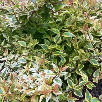 Abelia, XXL (M35)| Gardekin.com