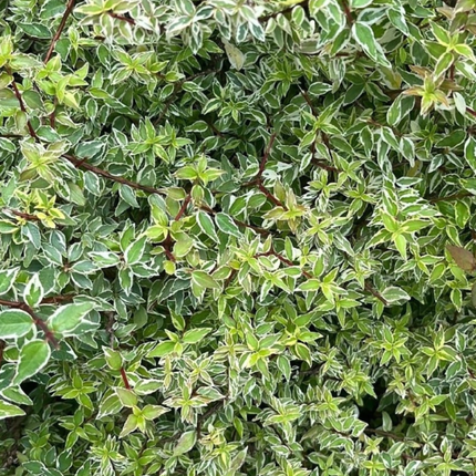 Abelia, XXL (M35)| Gardekin.com