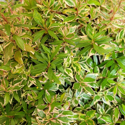Abelia, XXL (M35)| Gardekin.com