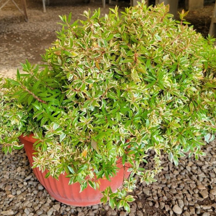 Abelia, XXL (M35)| Gardekin.com