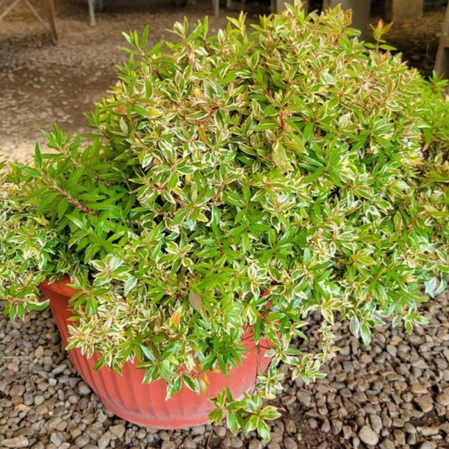 Abelia, XXL (M35)| Gardekin.com