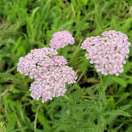Milenrama Achillea millefolium, flor medicinal en ramilletes