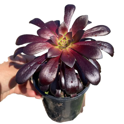 Aeonium arboreum Zwartkop de color morado oscuro casi negro