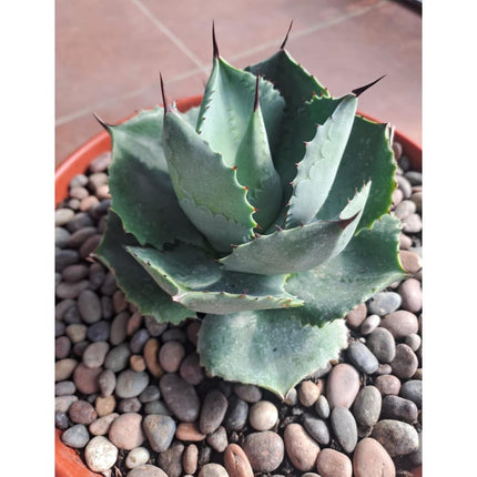 Agave juvenil de hojas rígidas y forma simétrica para exterior