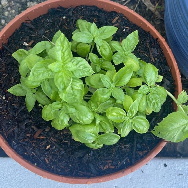 Albahaca, Pequeña (M10) | Gardekin.com