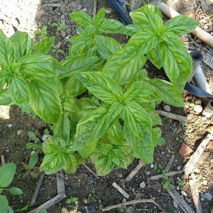Albahaca, Pequeña (M10) | Gardekin.com