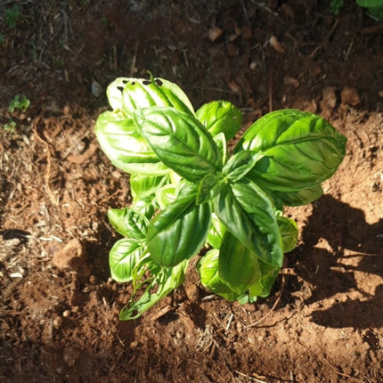 Albahaca, Pequeña (M10) | Gardekin.com