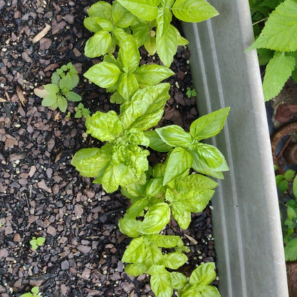 Albahaca, Pequeña (M10) | Gardekin.com