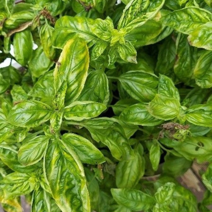 Albahaca, Pequeña (M10) | Gardekin.com