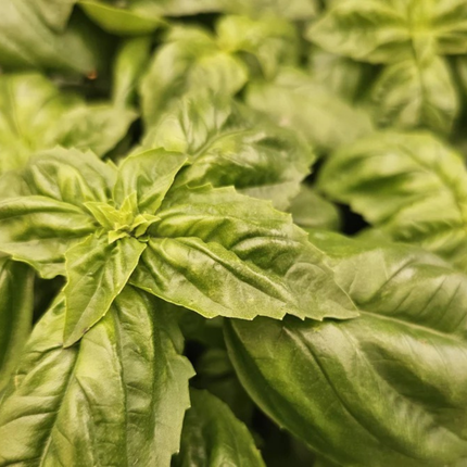 Albahaca, Pequeña (M10) | Gardekin.com