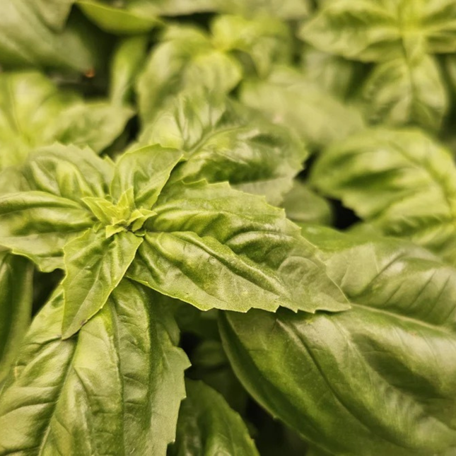 Albahaca, Pequeña (M10) | Gardekin.com