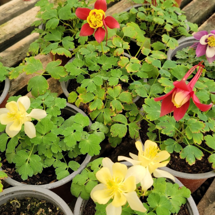 Colombina (Aquilegia), Pequeña (M13) | Gardekin.com