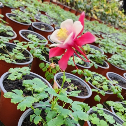 Colombina (Aquilegia), Pequeña (M13) | Gardekin.com