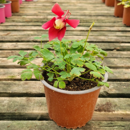 Colombina (Aquilegia), Pequeña (M13) | Gardekin.com