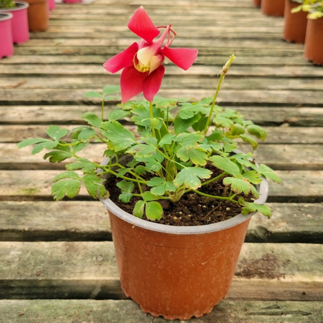 Colombina (Aquilegia), Pequeña (M13) | Gardekin.com