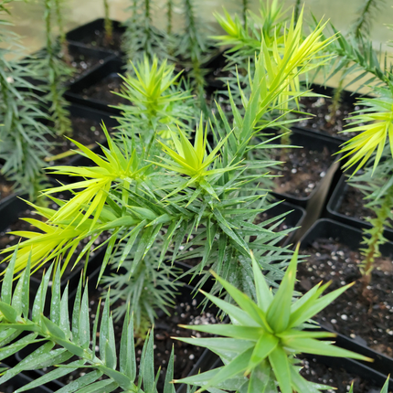 Pino Araucaria chilena majestuosa de crecimiento simétrico