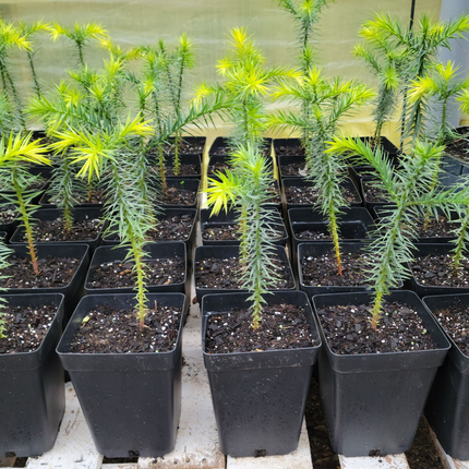 Araucaria  (Pino Araucaria)  | Gardekin Chile