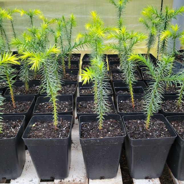 Araucaria  (Pino Araucaria)  | Gardekin Chile