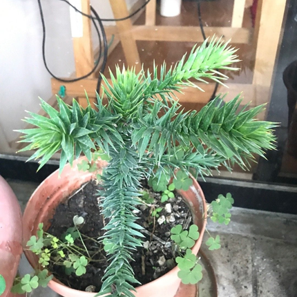 Araucaria  (Pino Araucaria)  | Gardekin Chile