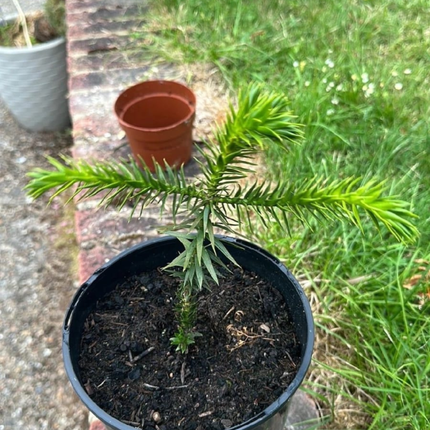 Araucaria  (Pino Araucaria)  | Gardekin Chile