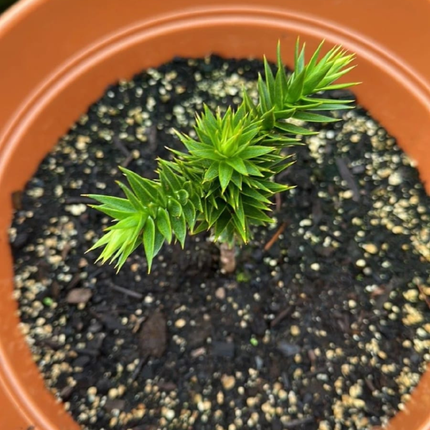 Araucaria  (Pino Araucaria)  | Gardekin Chile