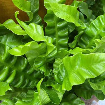Helecho Ondulado (Asplenium Crispy Wave); Pequeño (M13)   | Gardekin.com