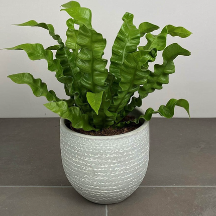 Helecho Ondulado (Asplenium Crispy Wave); Pequeño (M13)   | Gardekin.com