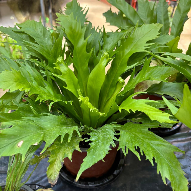 Helecho Nido de Venus (Asplenium Nido Venus); Pequeño (M13)   | Gardekin Chile