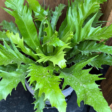 Helecho Nido de Venus (Asplenium Nido Venus); Pequeño (M13)   | Gardekin.com
