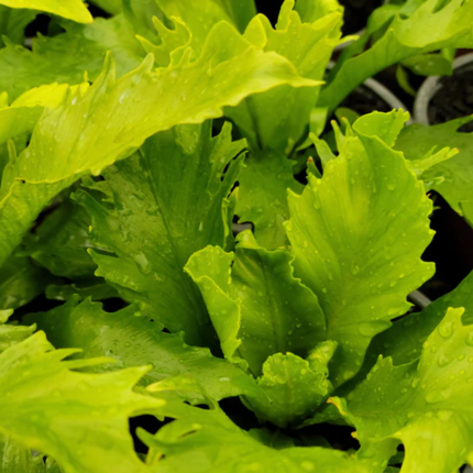 Helecho Asplenium Nido de Venus con hojas en roseta verde brillante